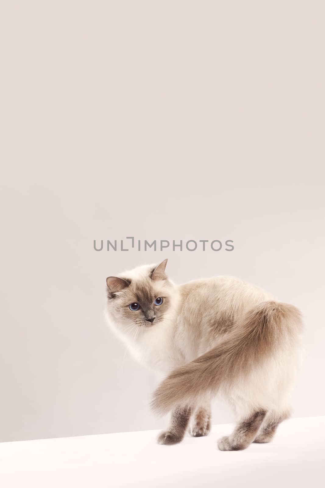 Long haired cat (ragdoll) by mjp