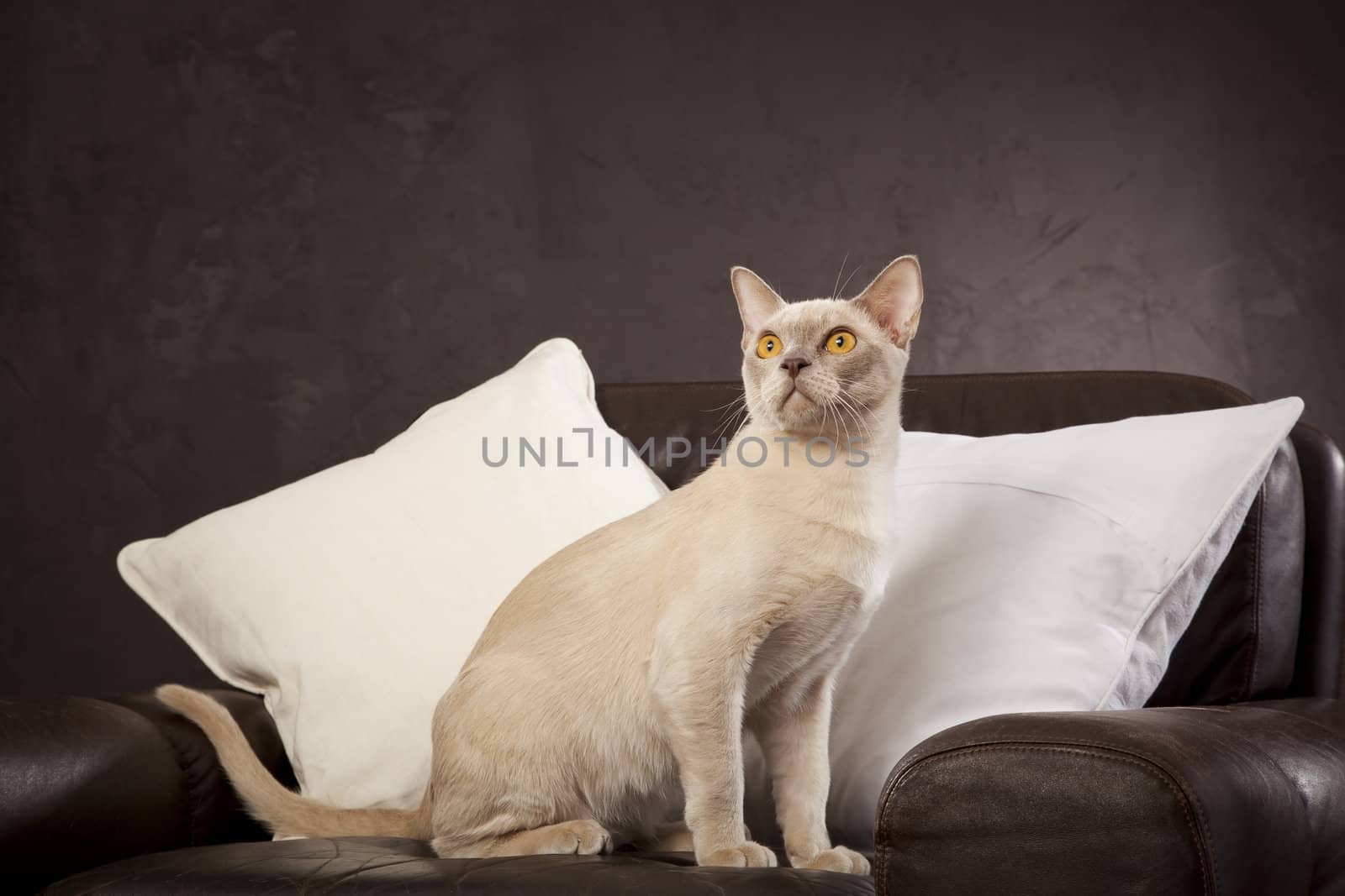 White cat on the brown leather armchair