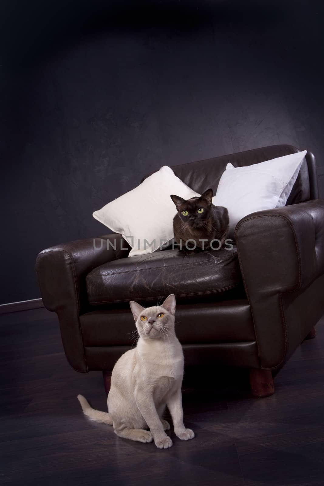 Black and white cats posing at studio