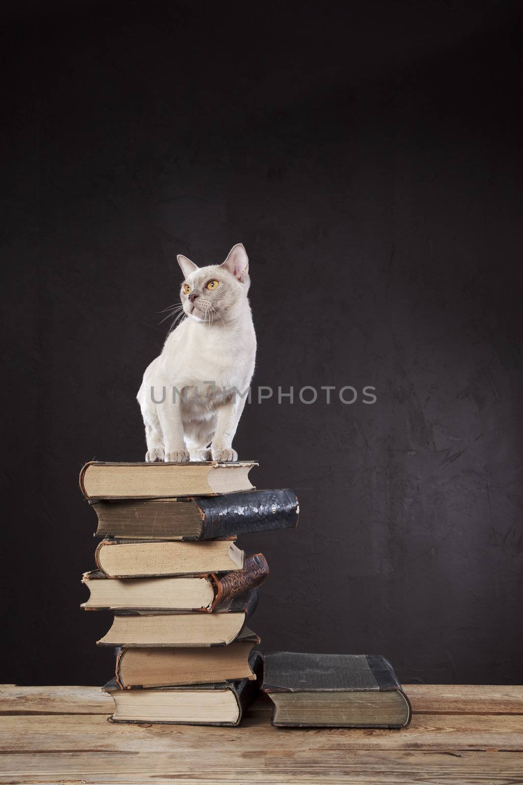 White standing top of the old book pile