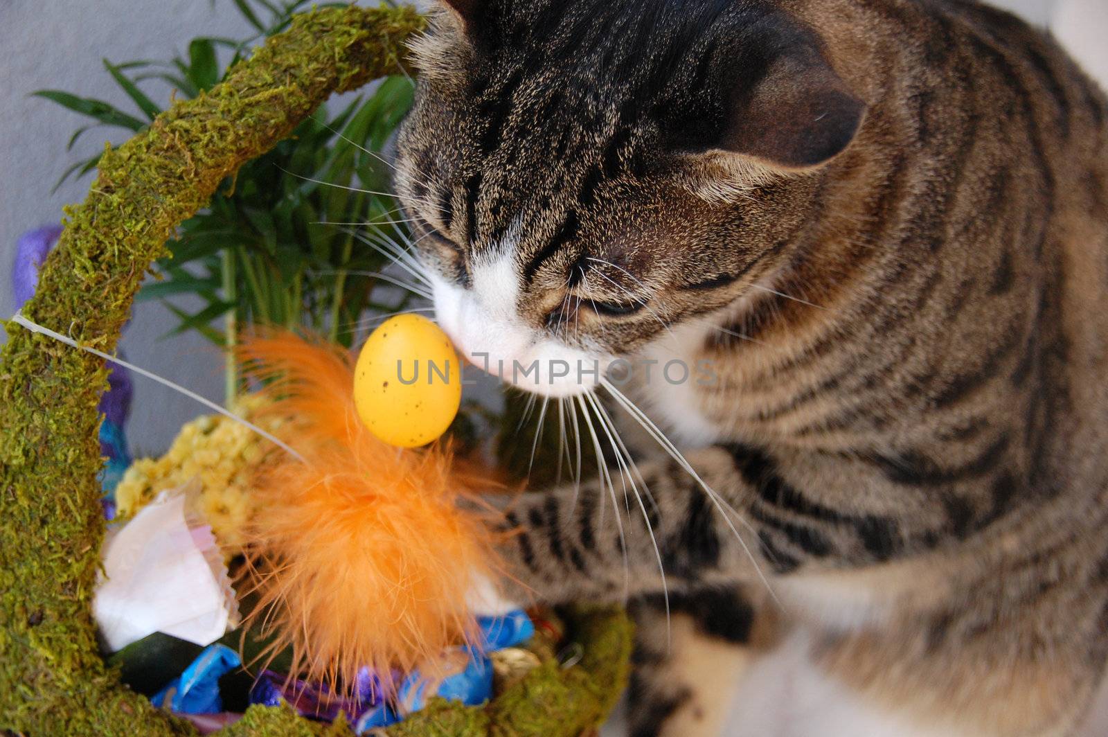 Cute cat playing with easter egg