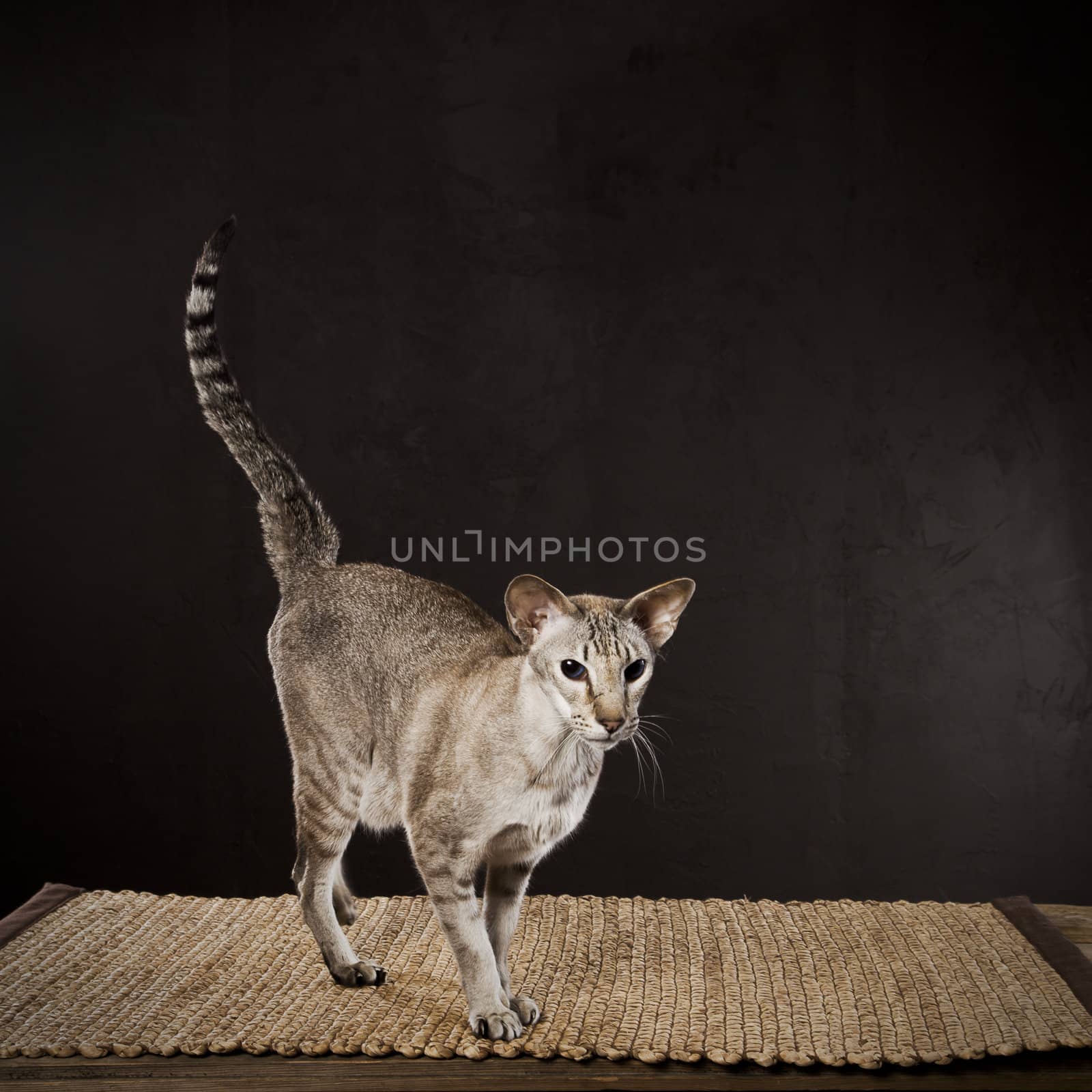 Striped shorthaired cat standing on the table