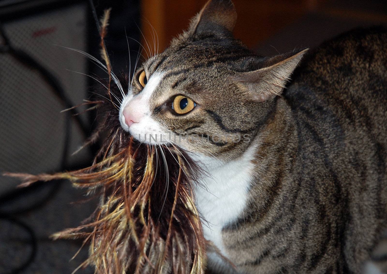 Funny cat playing with his toy