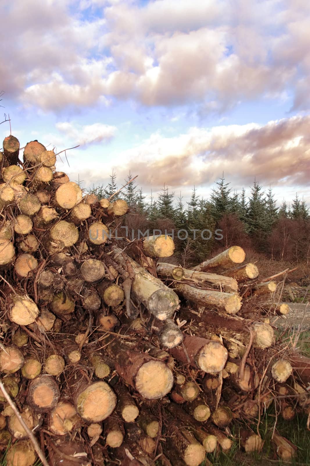 stacked timber ready for production against a cloudy sky