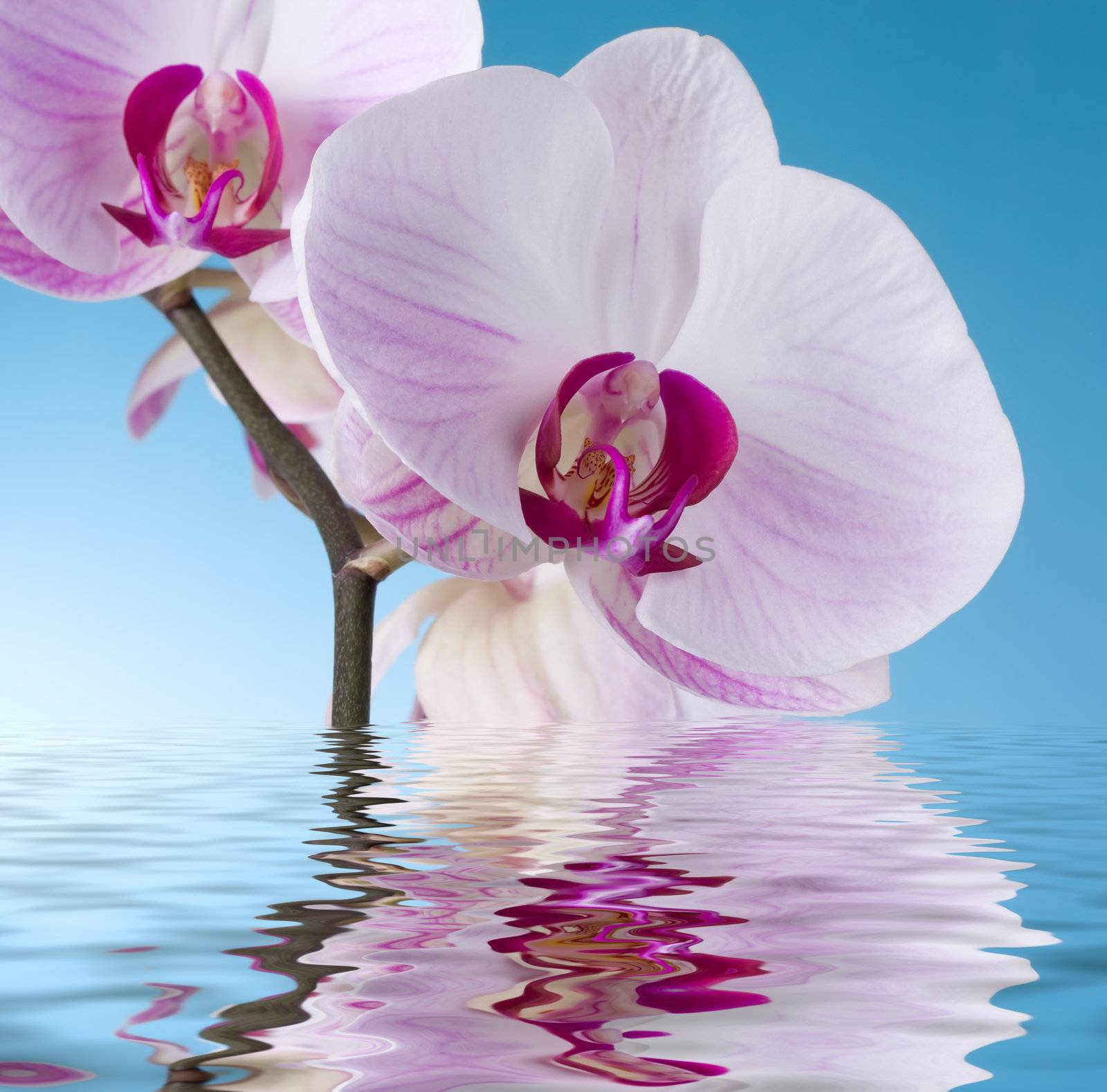 Orchid on Blue by rozhenyuk