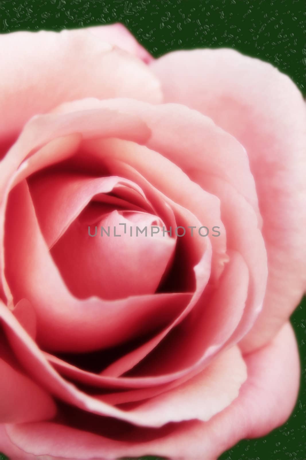 a close up of a beautiful red rose