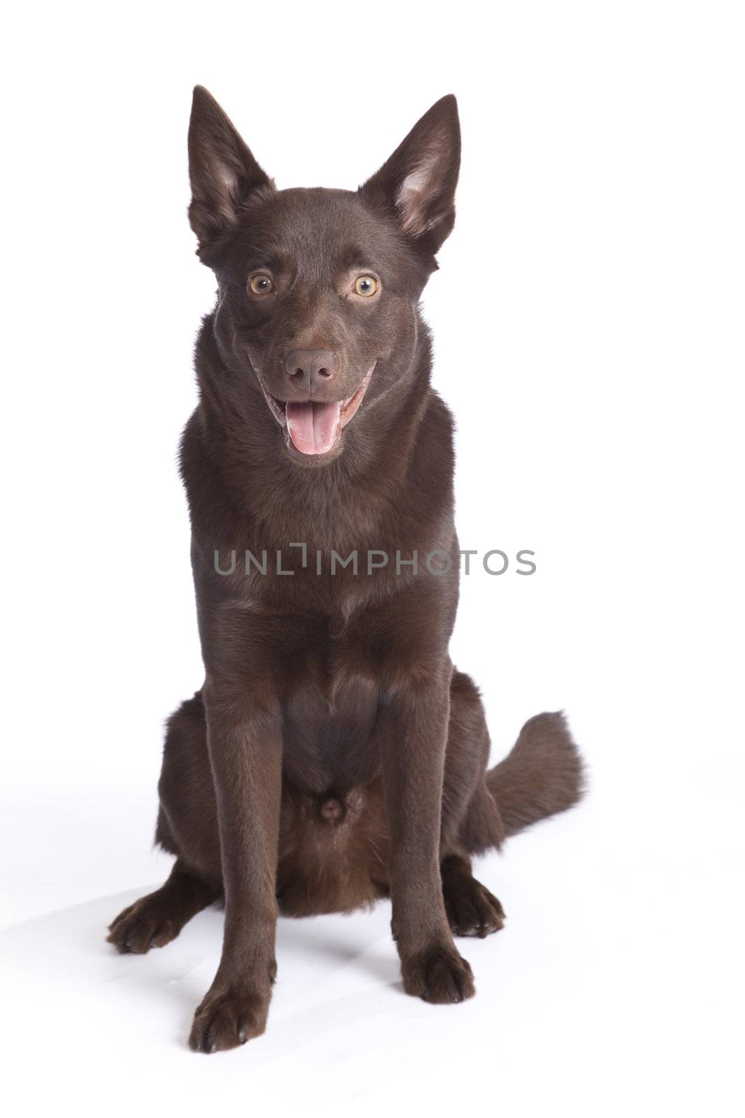 Cute and funny australian Kelpie by mjp