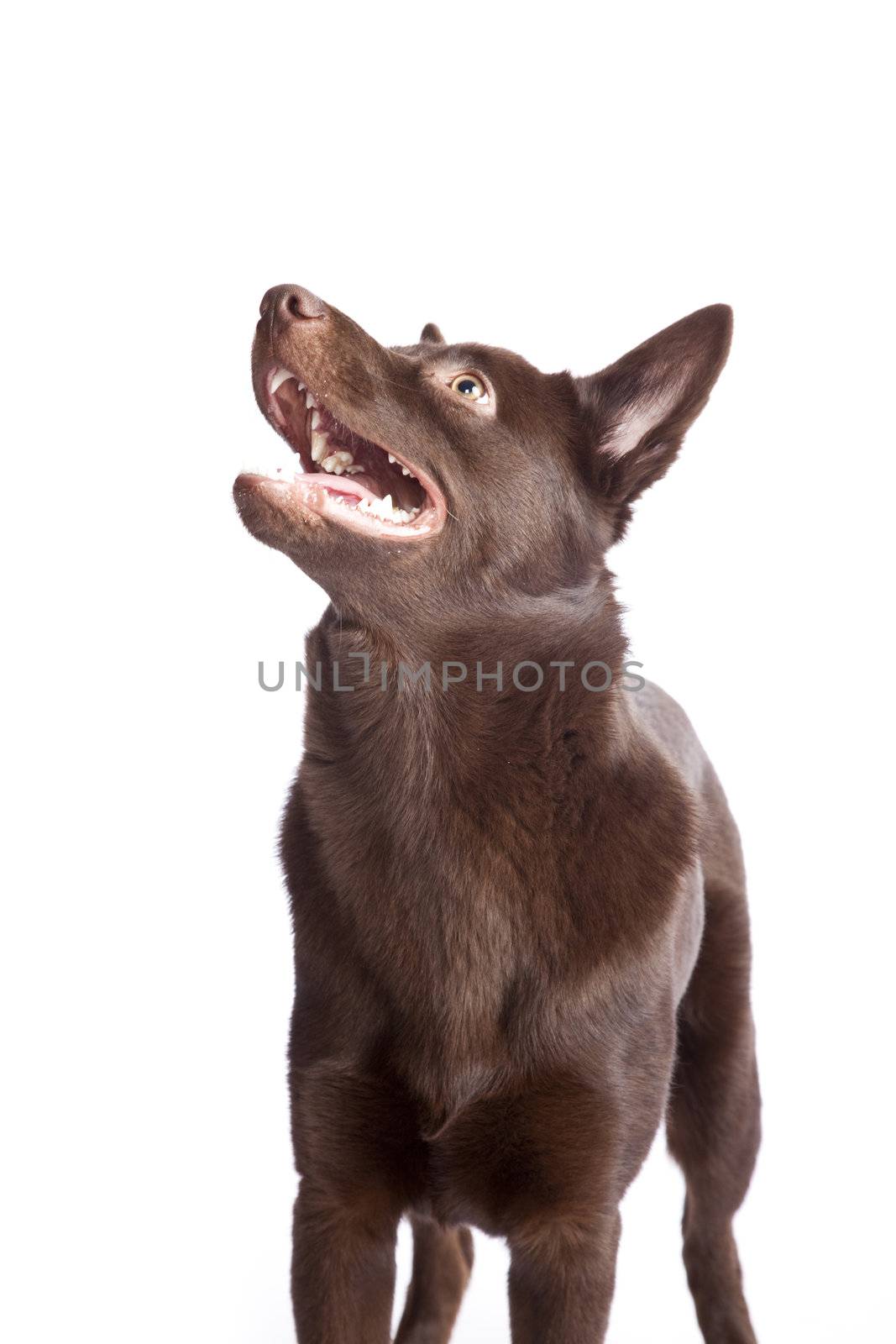 Cute and funny australian Kelpie by mjp