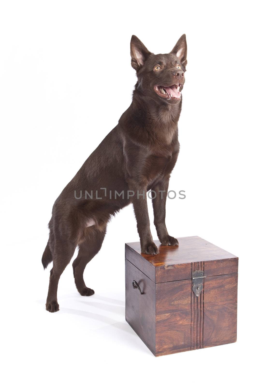 Isolated cute and funny australian kelpie dog over white background