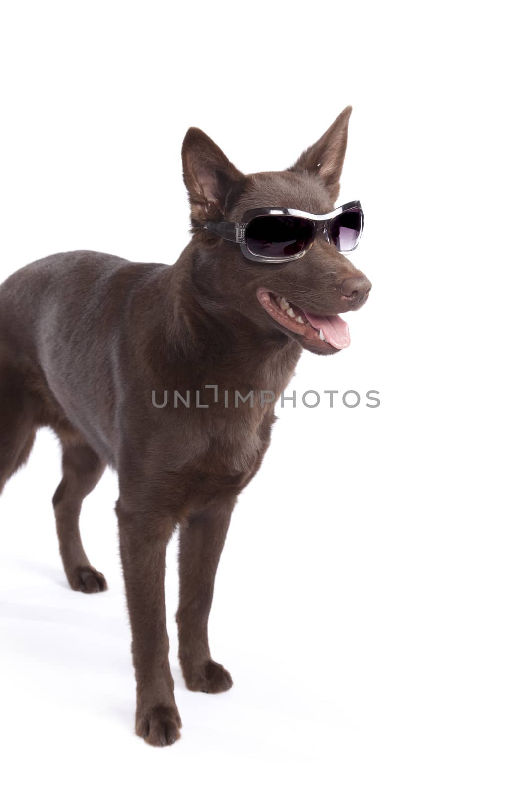 Isolated cute and funny australian kelpie dog over white background