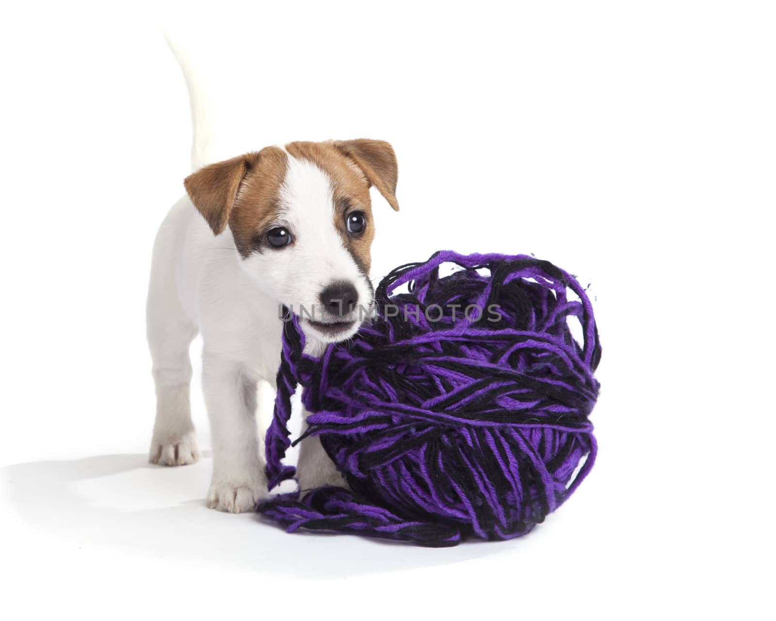 isolated cute jack russell terrier puppy over white background