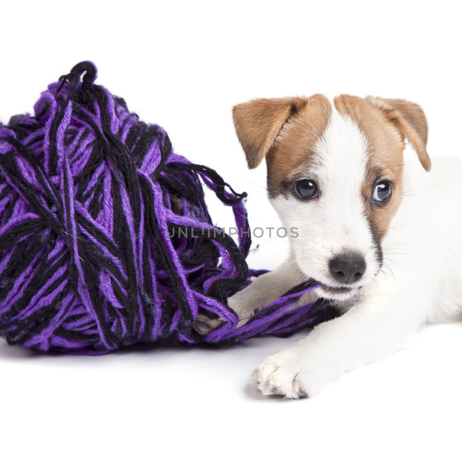 isolated cute jack russell terrier puppy over white background