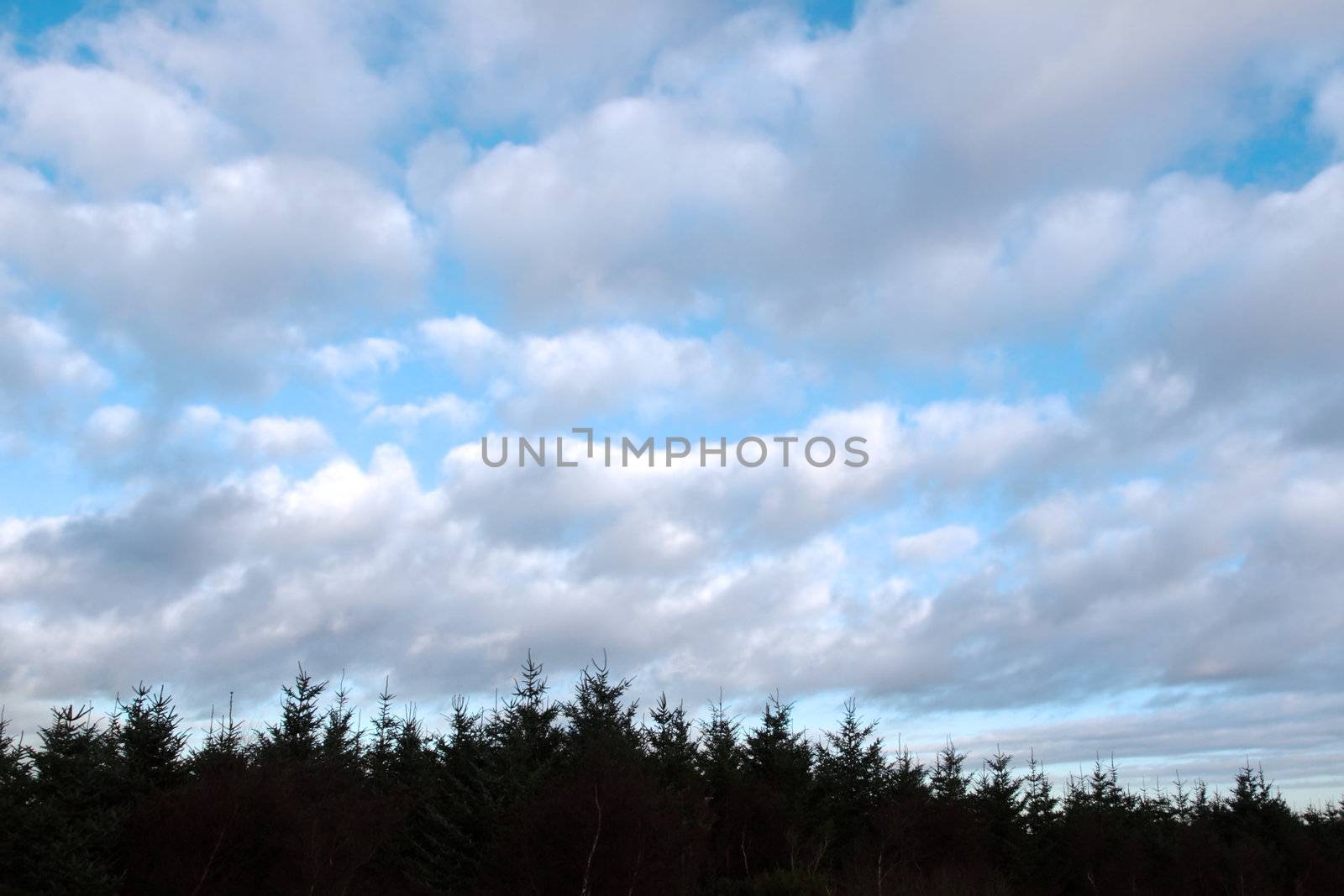 silhoueted forrest tree tops against a cloudy sky