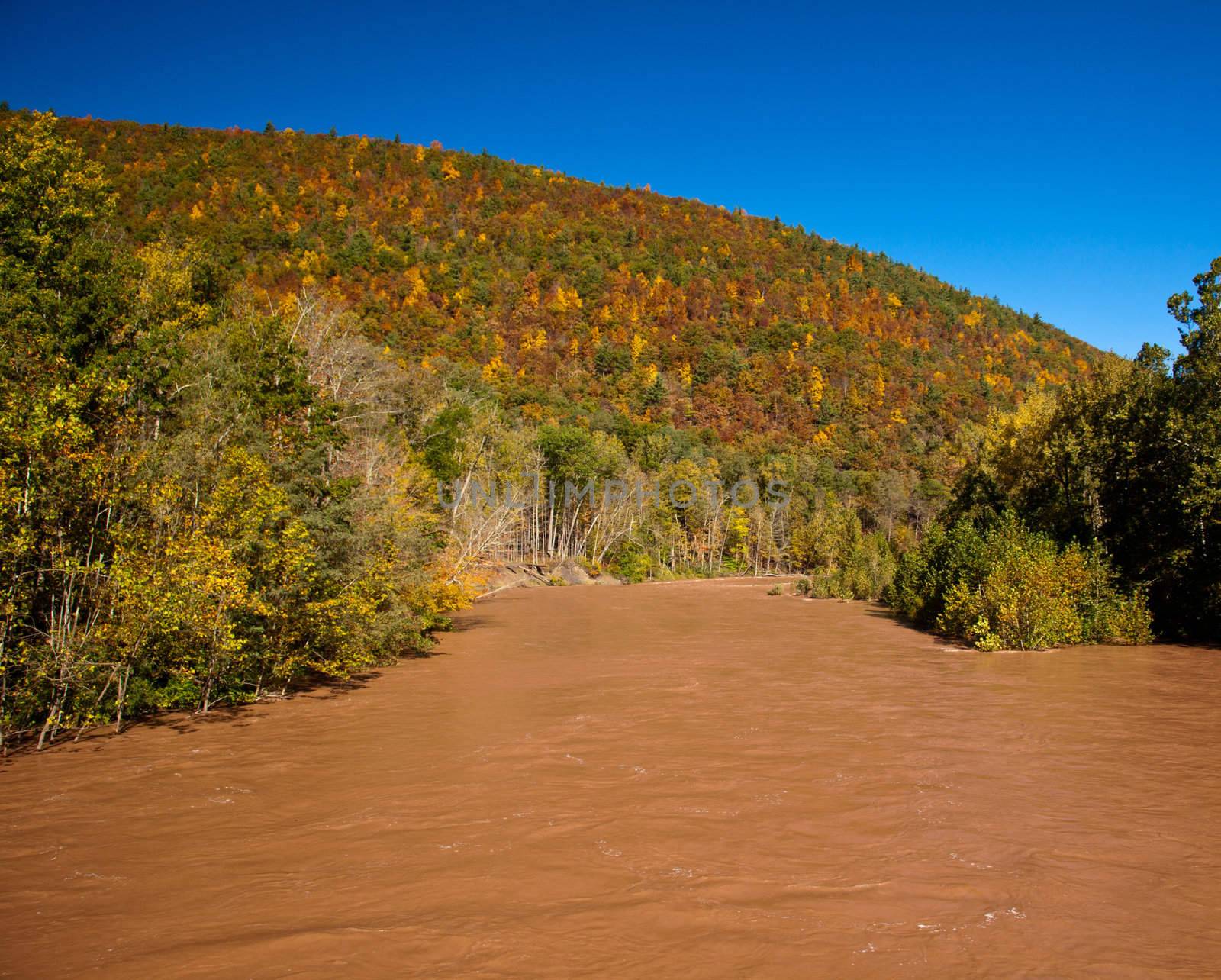 Brown raging river flows through valley of fall trees