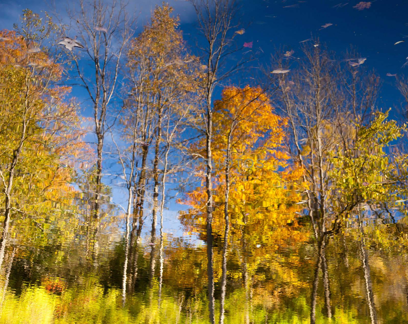 Autumn scene in Vermont as leaves are reflected in calm river