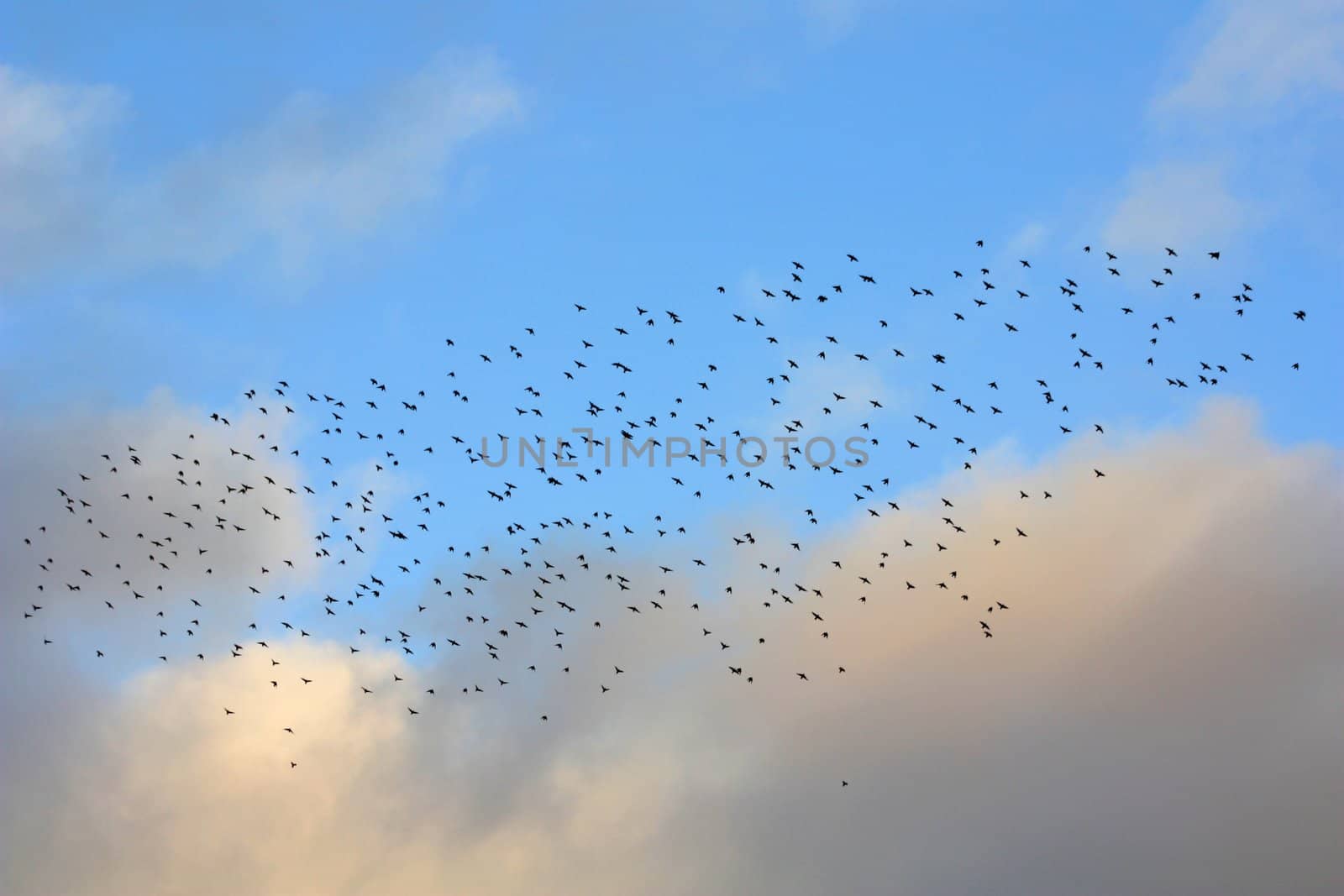 Bird Flock I by BrunoESantos