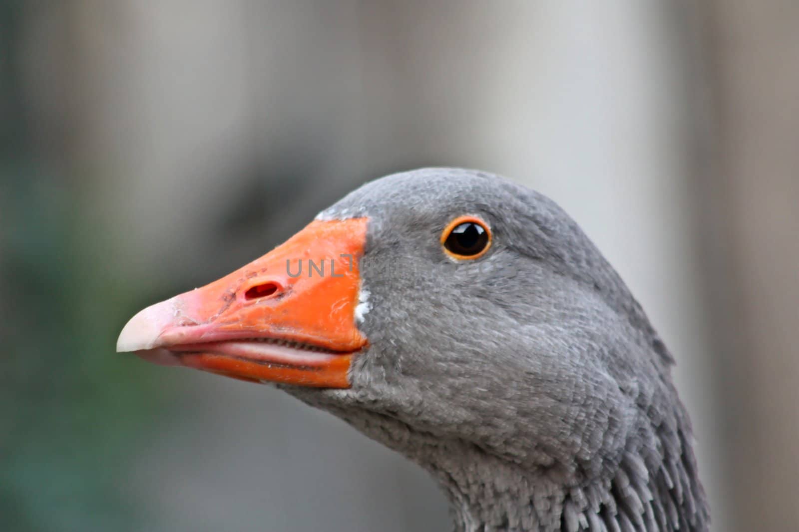 Goose Close-Up by BrunoESantos