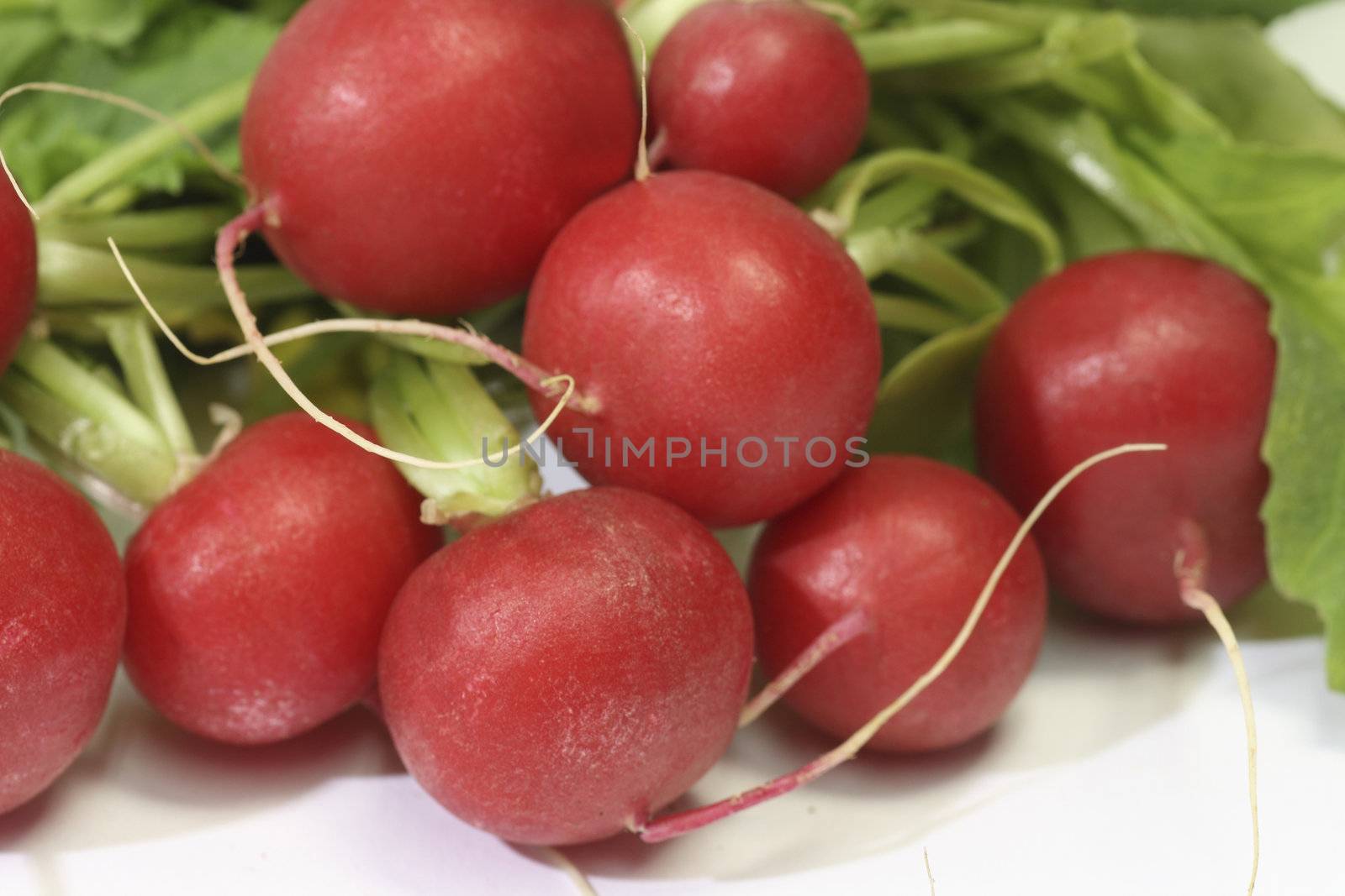 Bunch of fresh radish with leaves over white backgroud