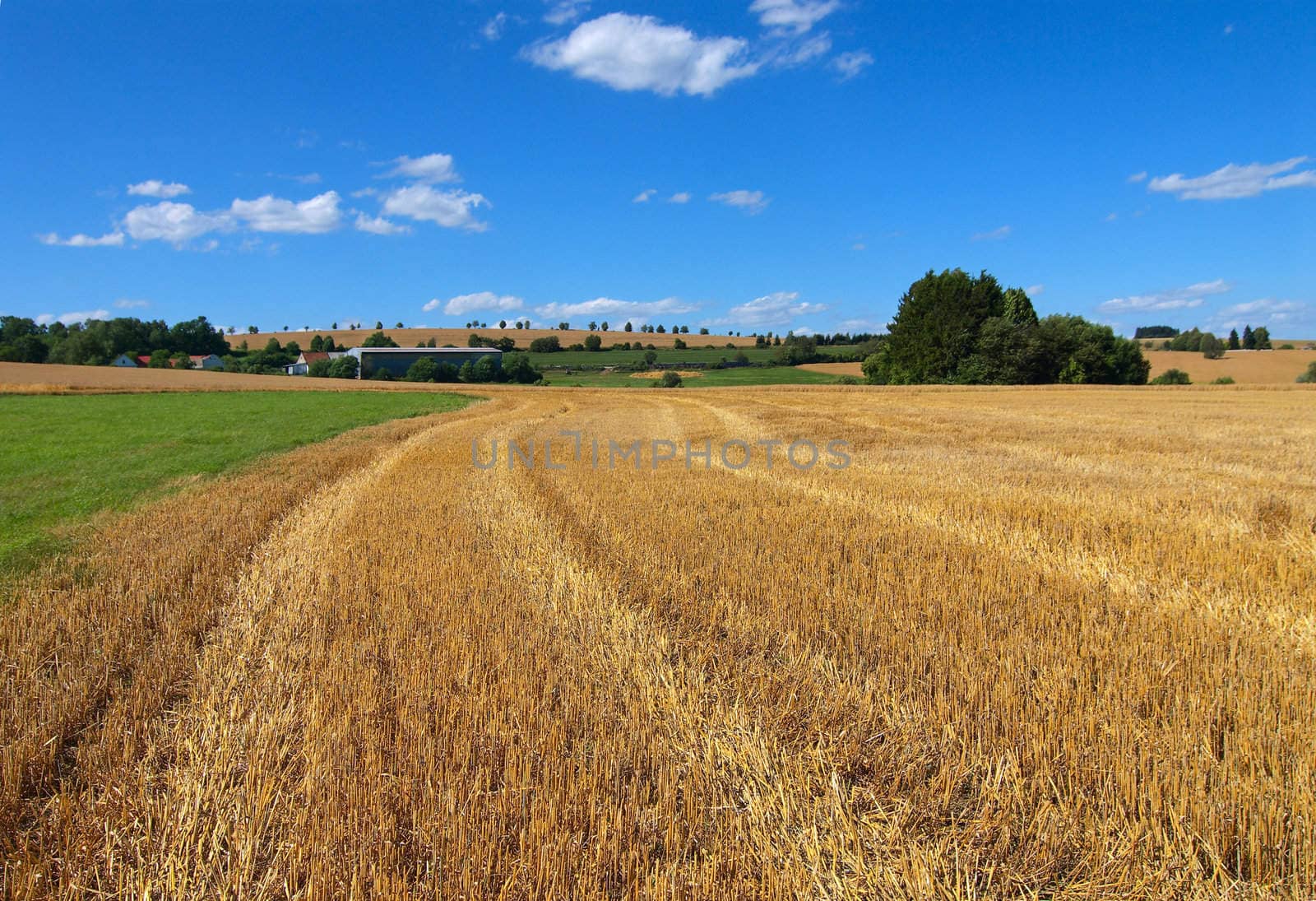 The oblique wheaten field. Harvesting