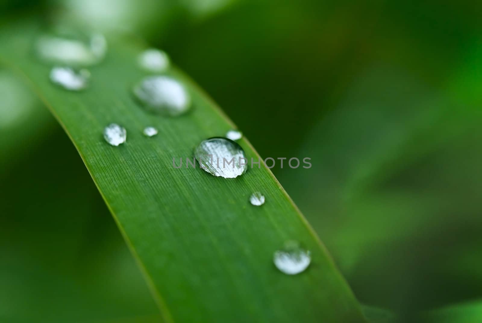 Water Droplet on the blade of grass