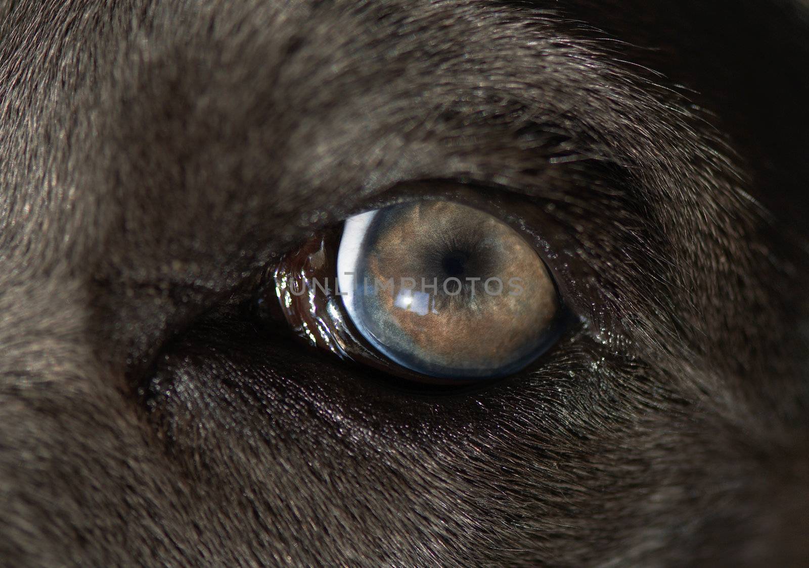 Eye of dog by Kamensky