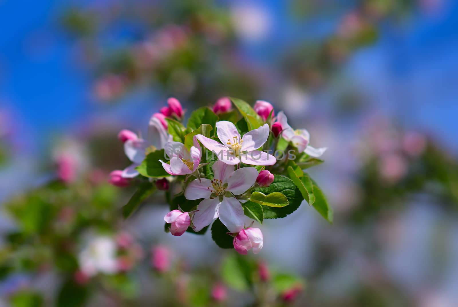 Blossoming branch of an apple-tree. A close up.