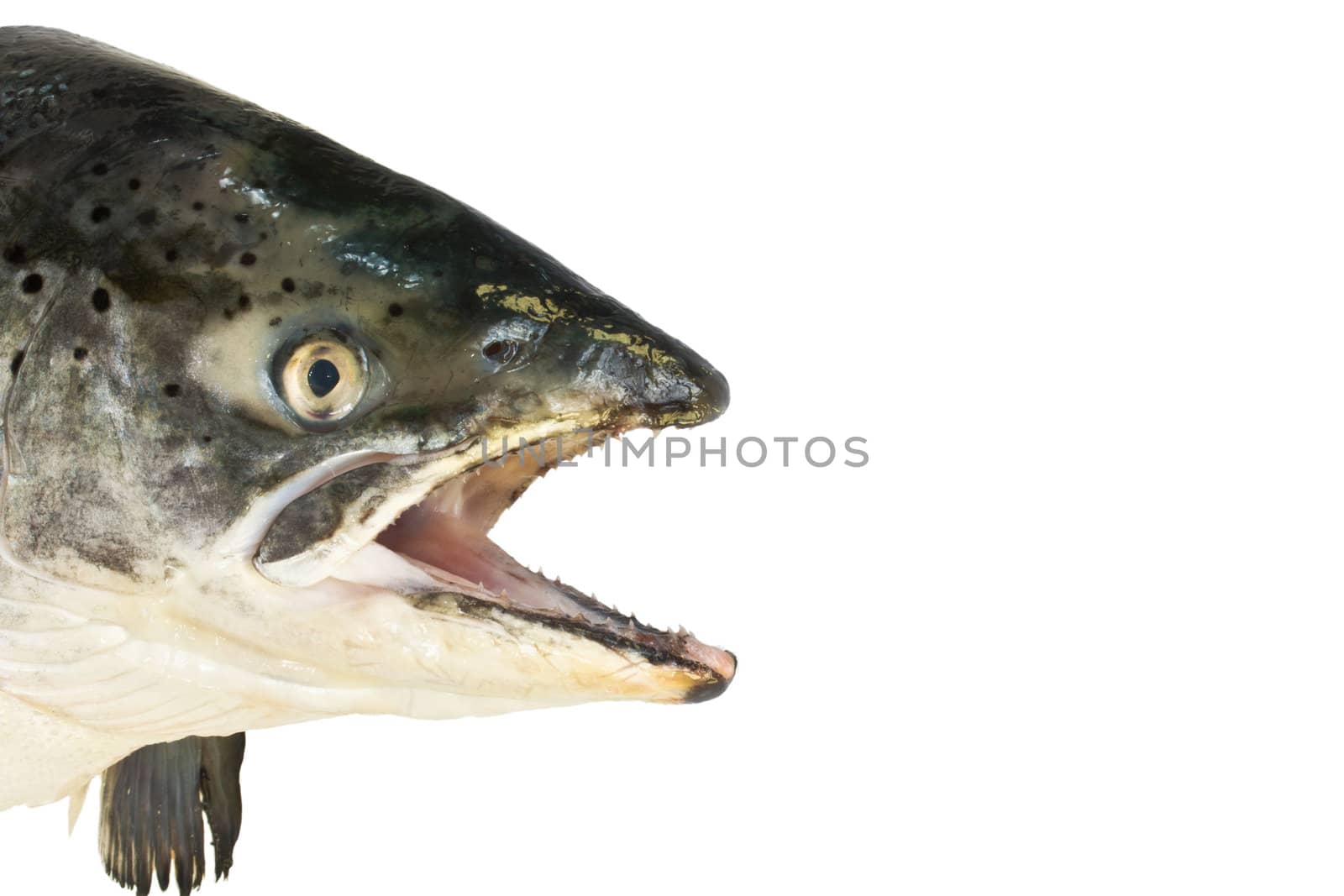Fresh pink salmon head close up isolated on white