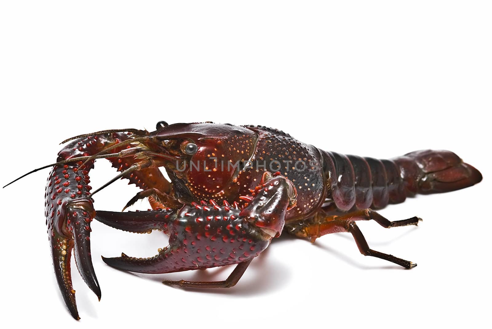 American red crayfish on a white background.