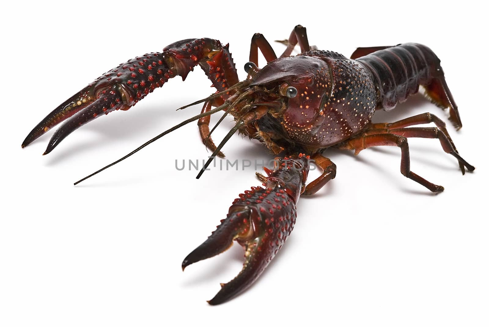 American red crayfish on a white background.