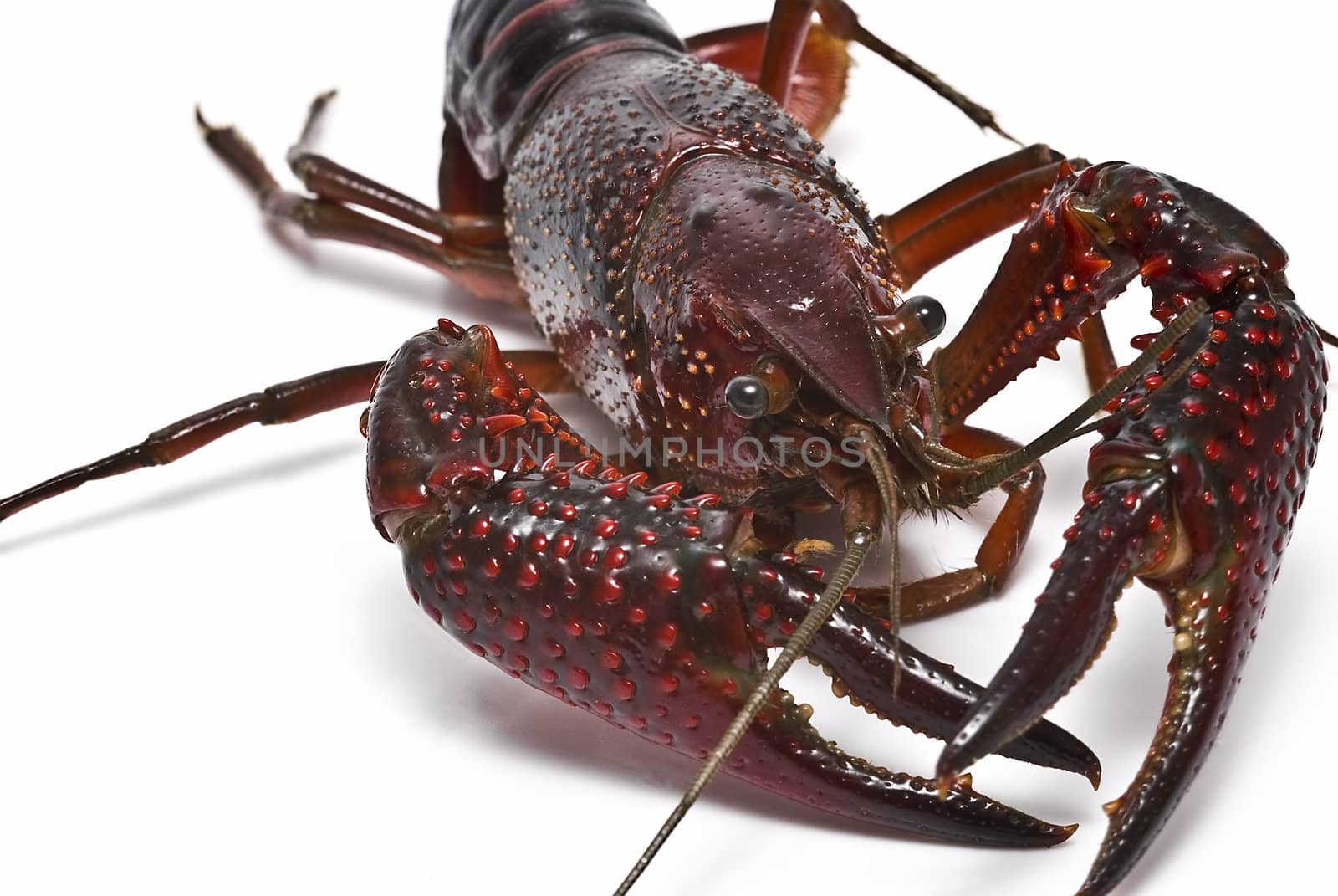 American red crayfish on a white background.