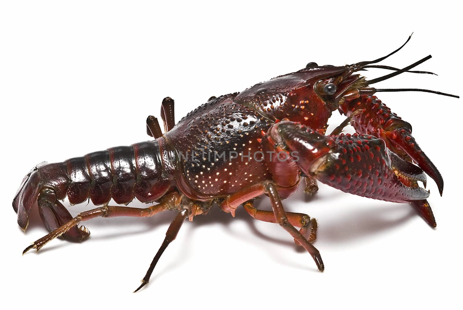 American red crayfish on a white background.