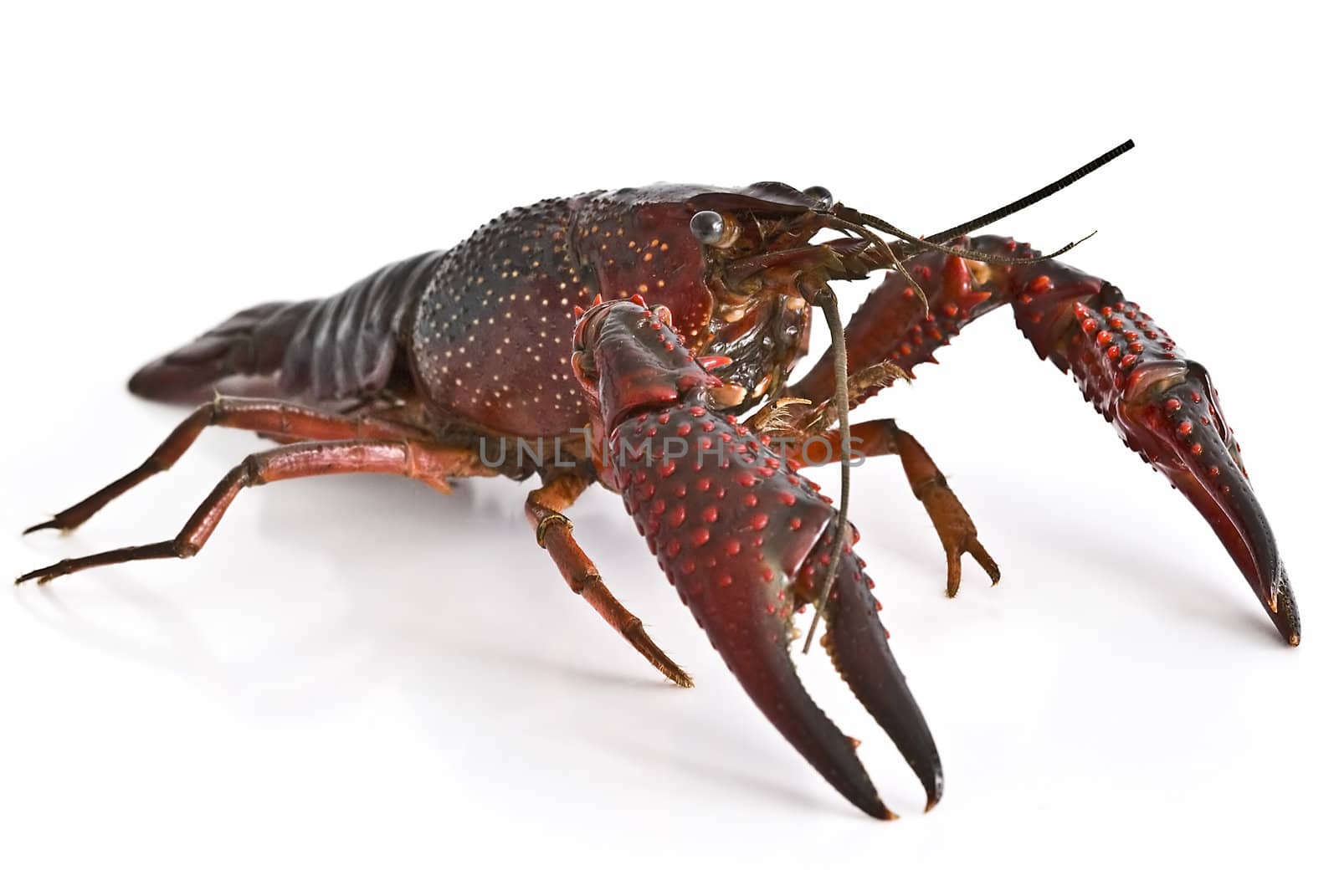 American red crayfish on a white background.