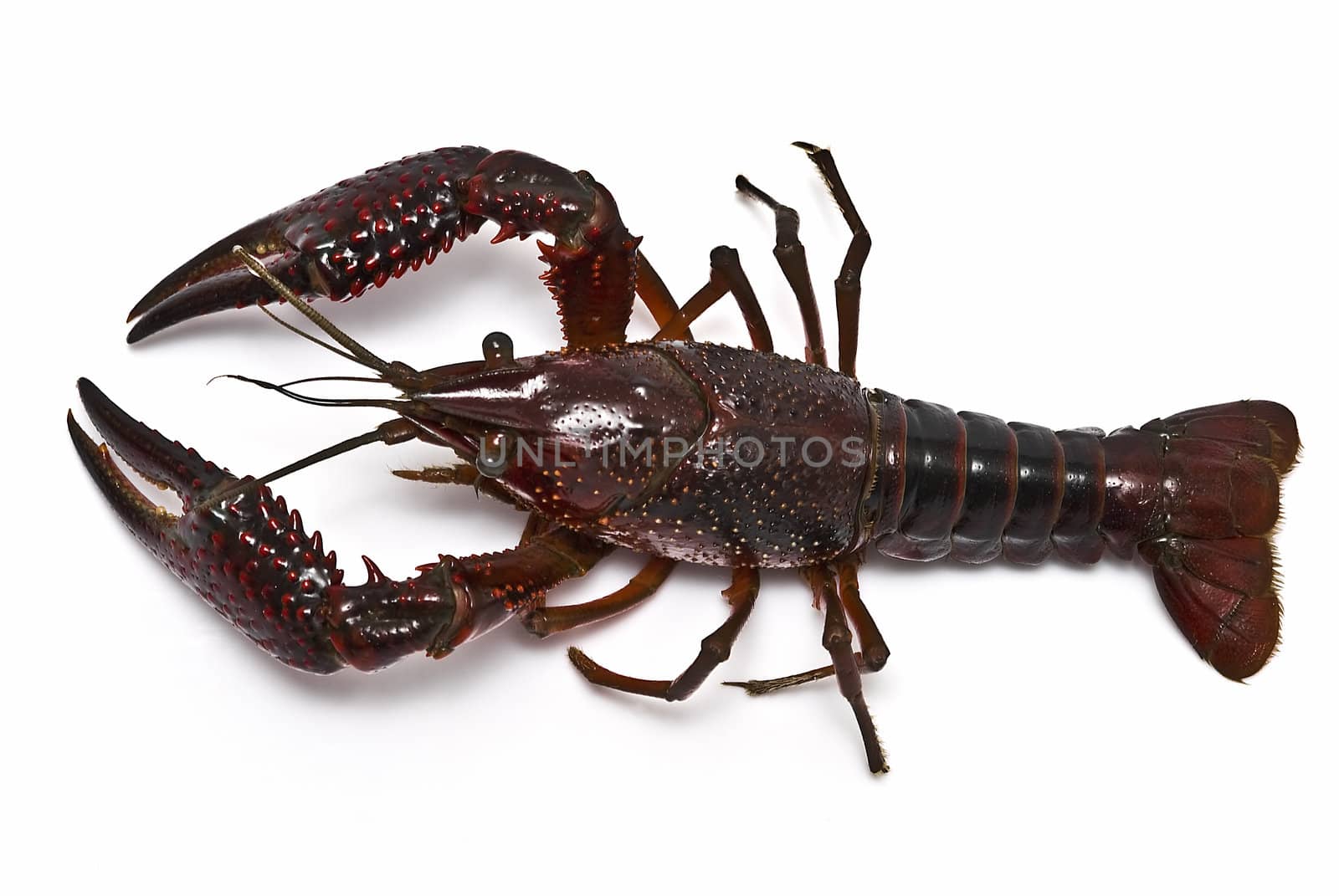 American red crayfish on a white background.