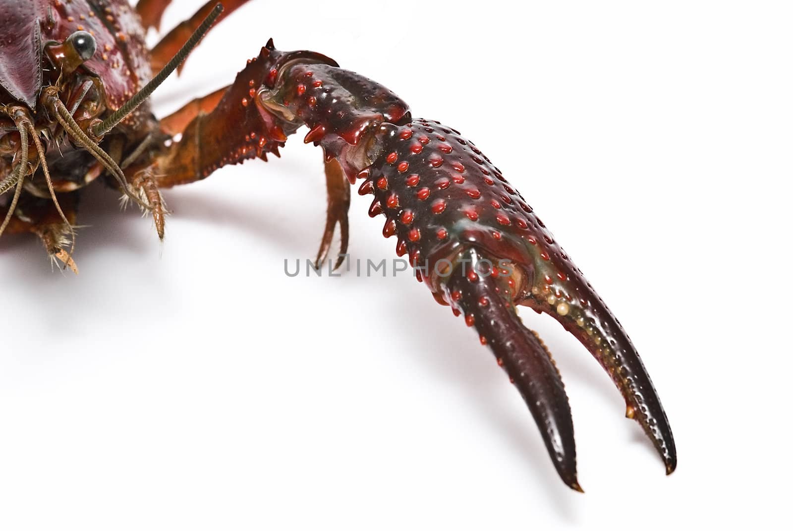 American red crayfish on a white background.