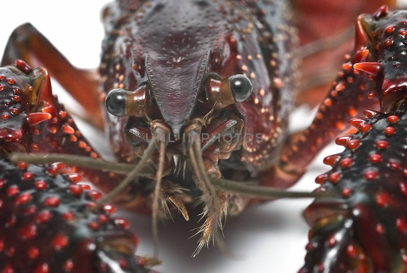 American red crayfish on a white background.