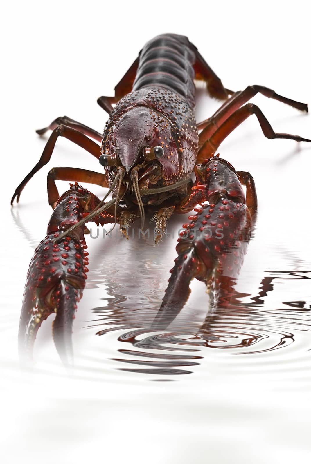 American red crayfish on a white background.