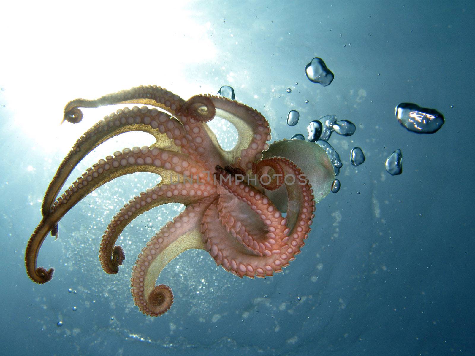 Octopus in back light. Shot captured in the wild.