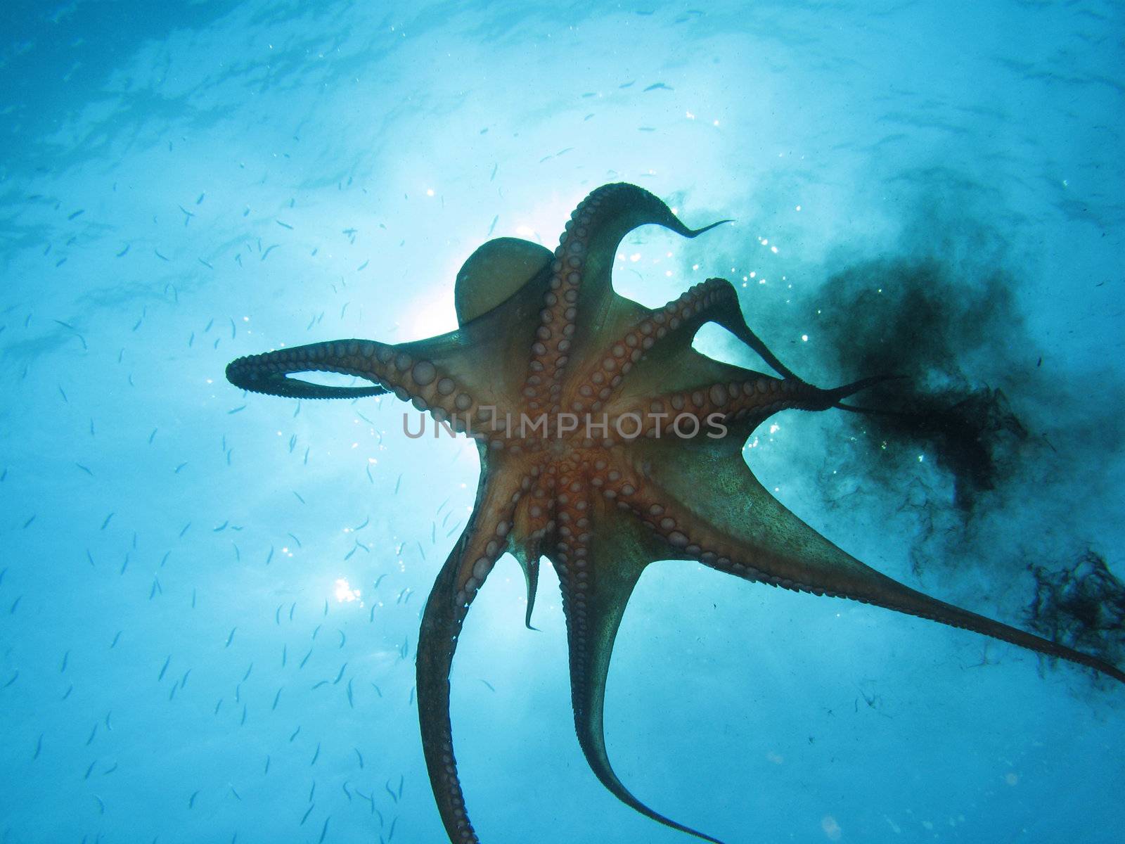 Octopus using black ink. Shot captured in the wild.