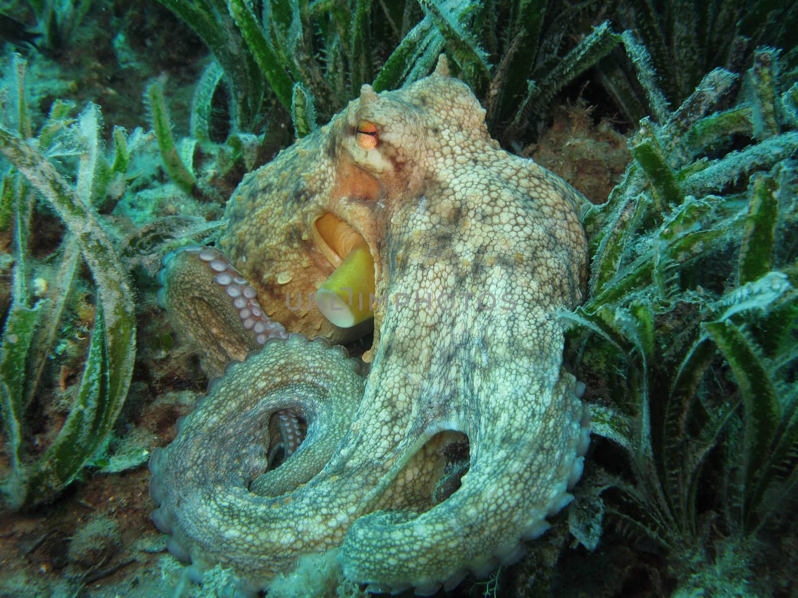 Octopus on Posidonia Oceanica (“Neptune Grass”). Shot captured in the wild in Mediterranean Sea.