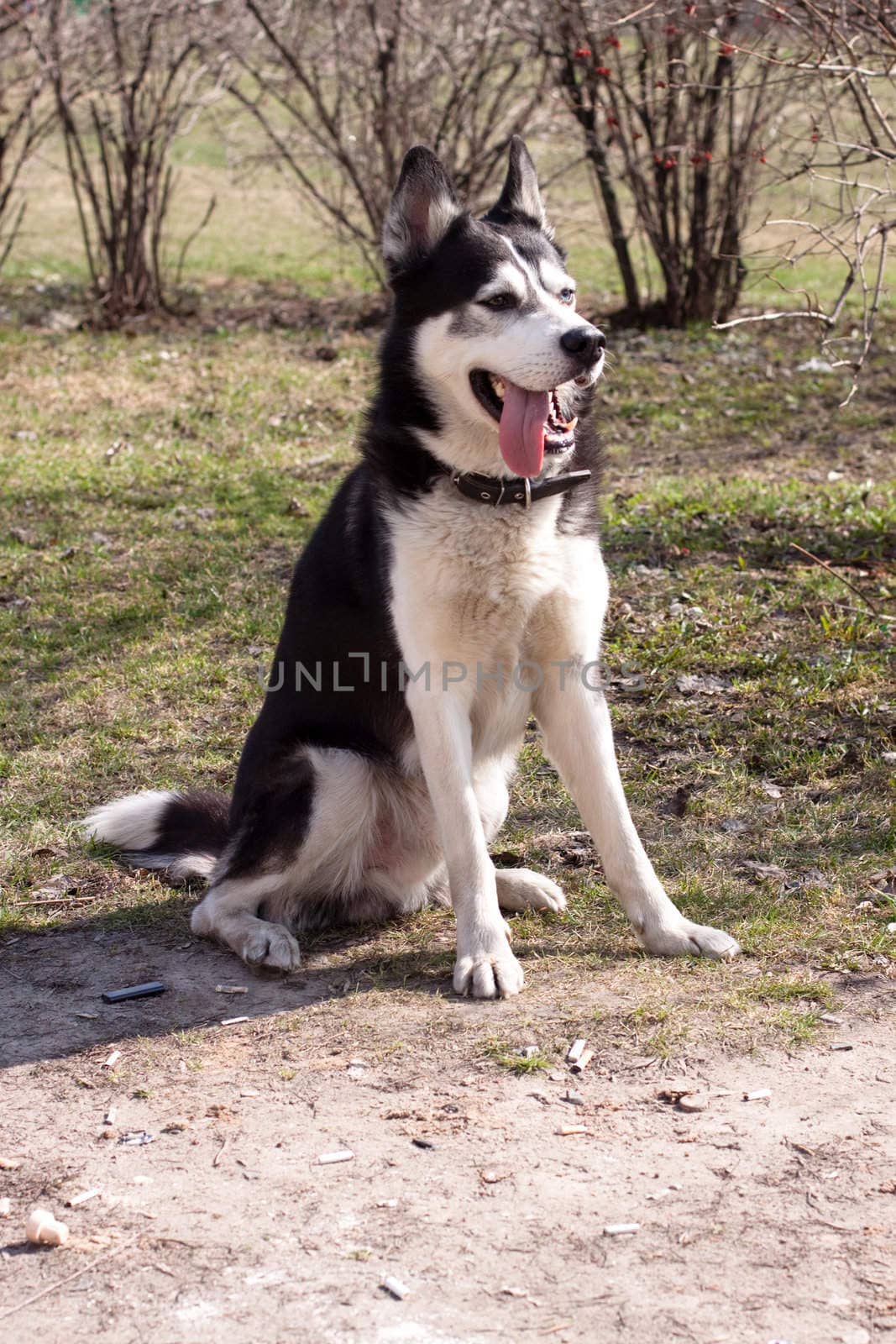 A sitting black and white husky in the park
