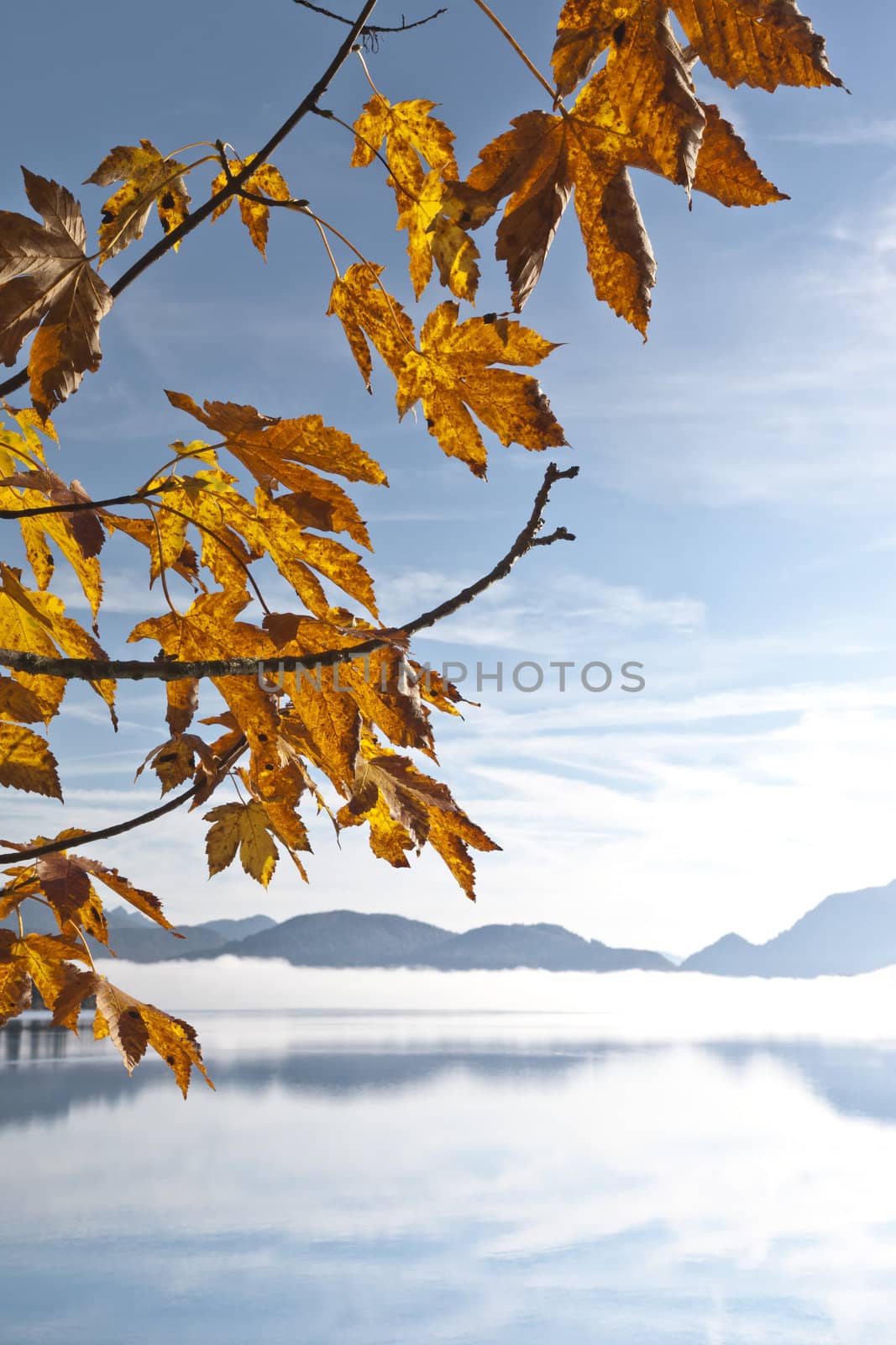 An image of a nice autumn leaf background