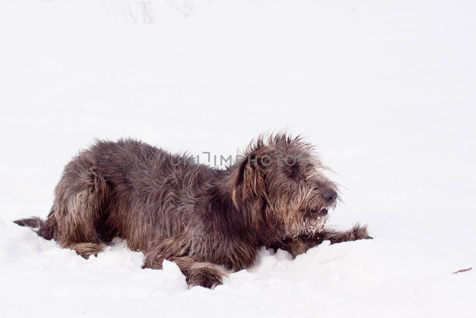 An irish wolfhound lying on a snow-covered field
