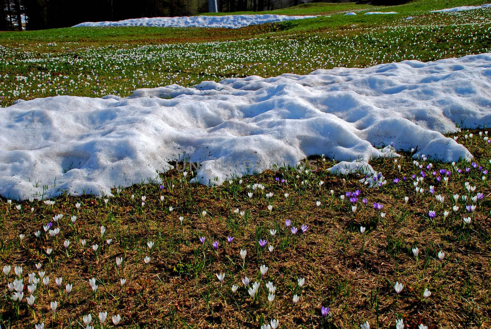 Spring crocus is gaining place competing with snow by dariya64