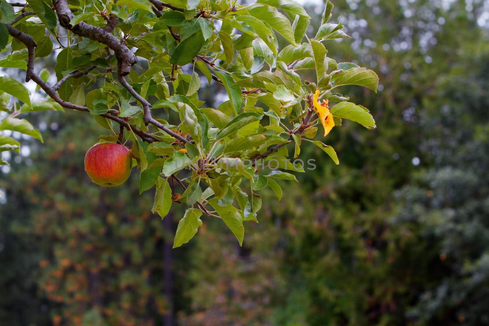 Apple branch forest by bobkeenan