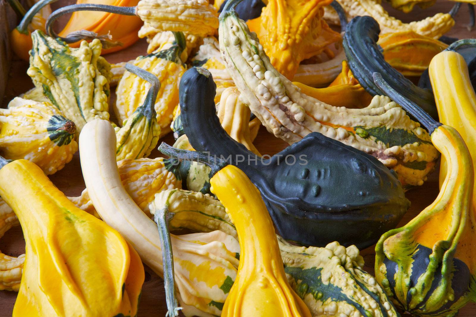 Pile of a variety of green yellow white and orange crook neck pebble skin squash