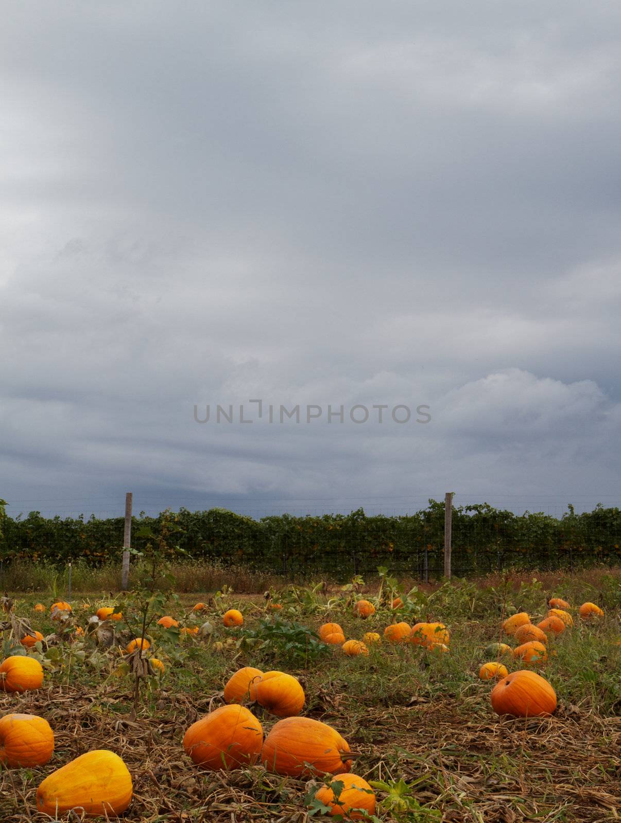 Pumpkin field  with dark cloudy sky in background