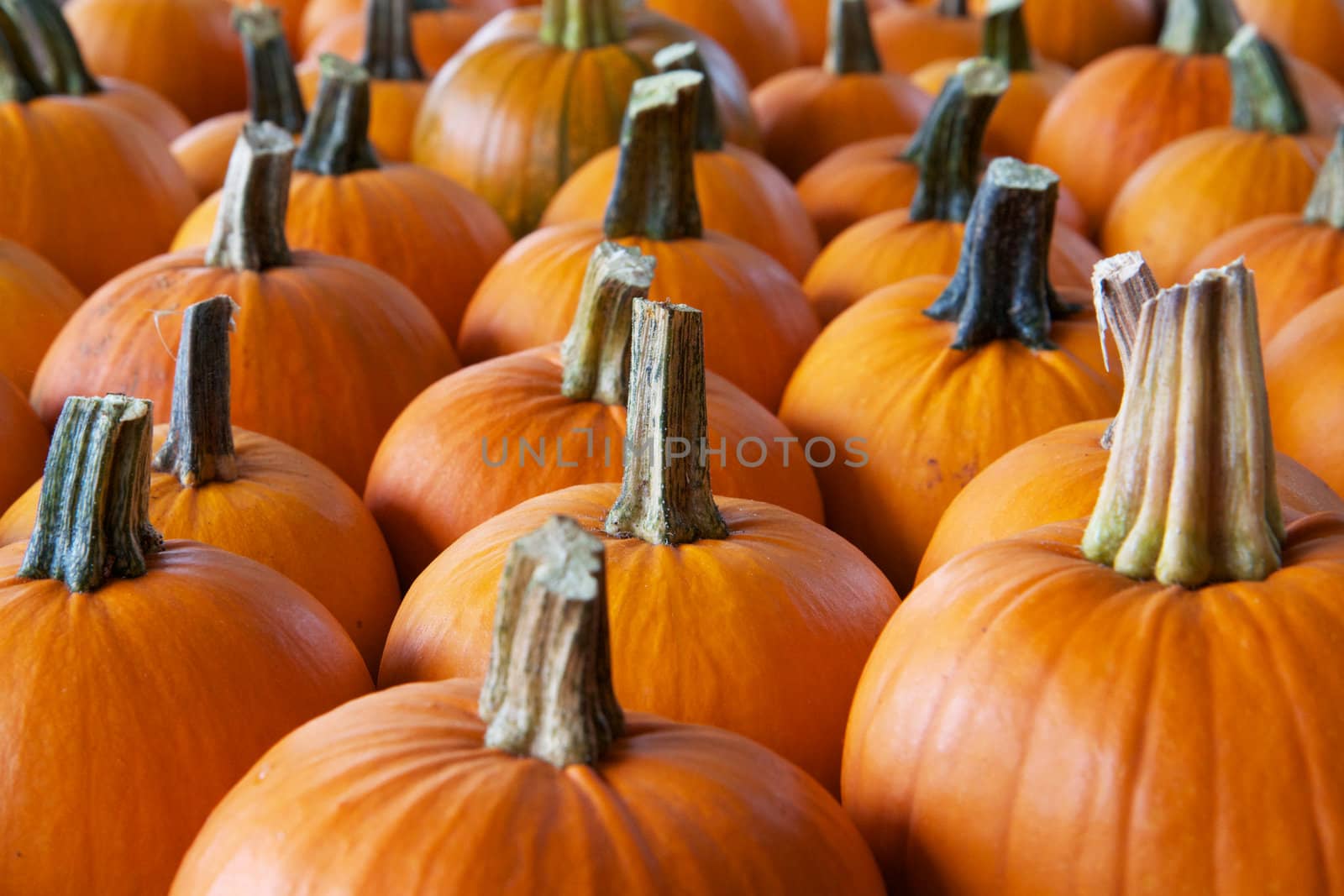 Rows of pumpkins  in perspective trailing to soft focus
