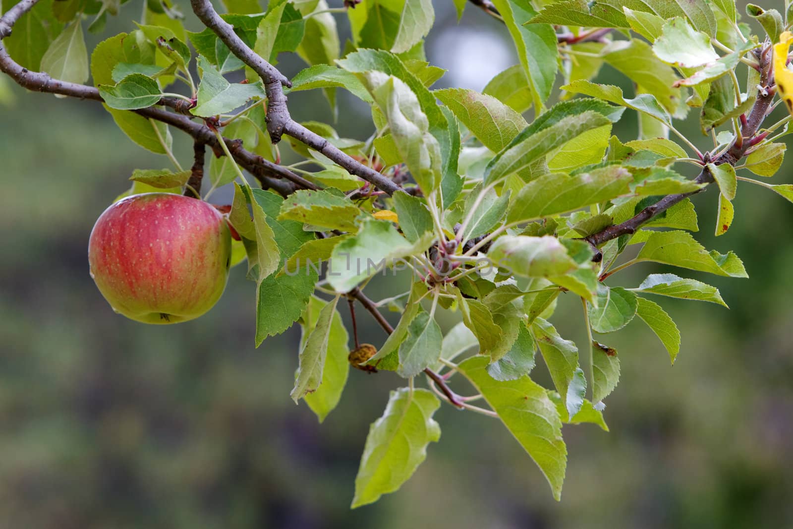 Single Red apple on branch with soft focus background