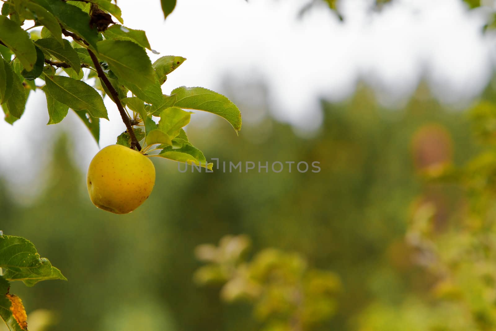 Single Yellow apple soft focus forest background by bobkeenan