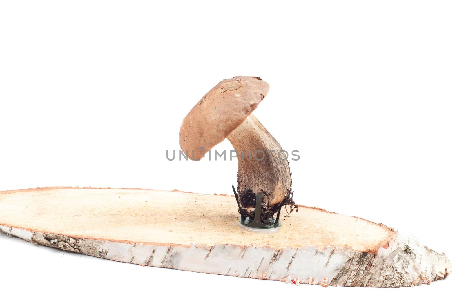Studio shot of boletus isolated on white